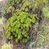 Plants: image 11 Of 62 Thumb